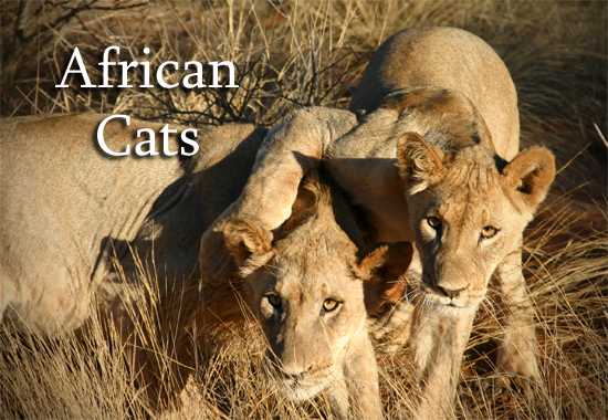 African Cats - A Photo Blog By Niki Duncan