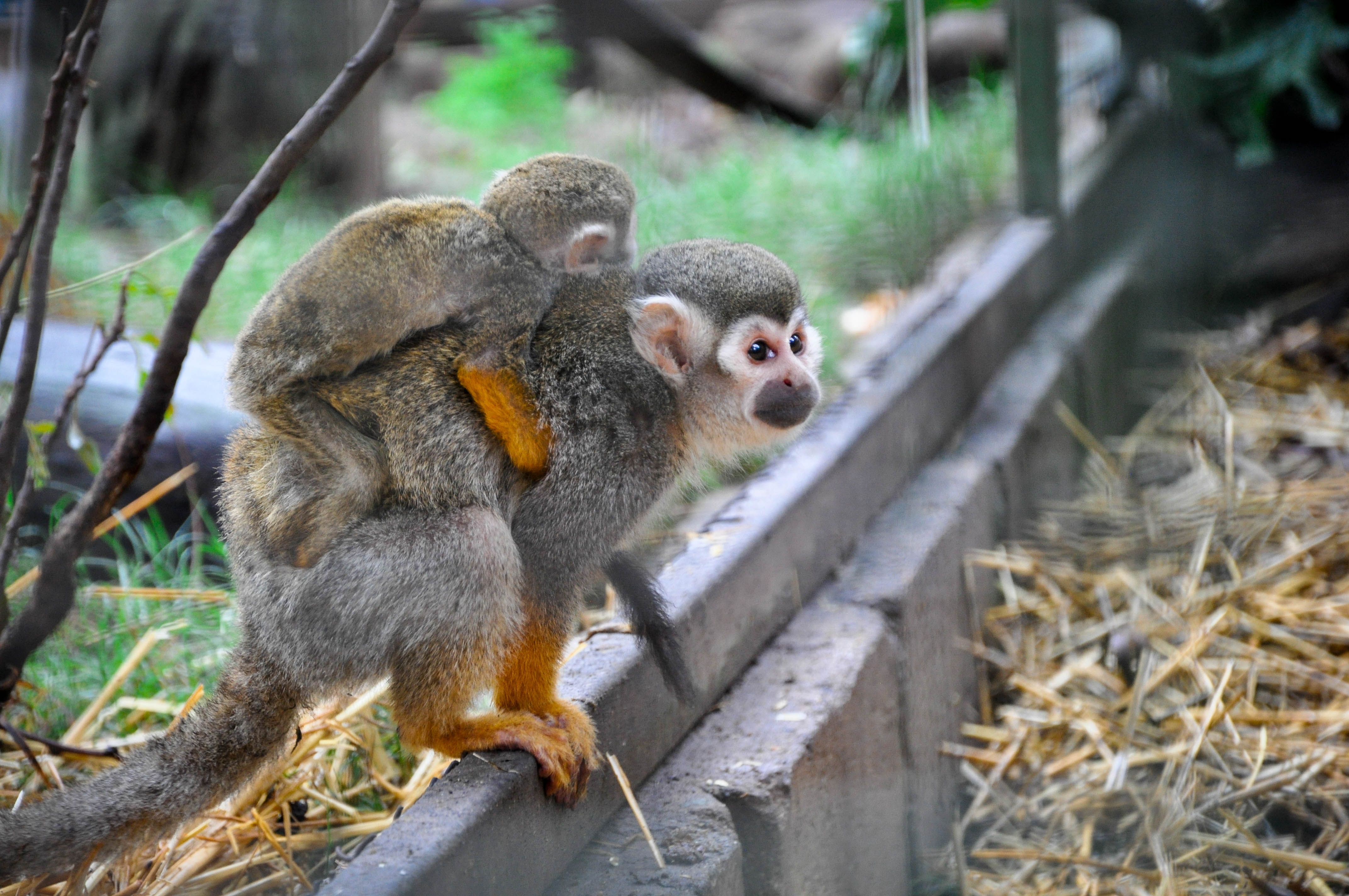 Monkeying around with the Khumbulani kids