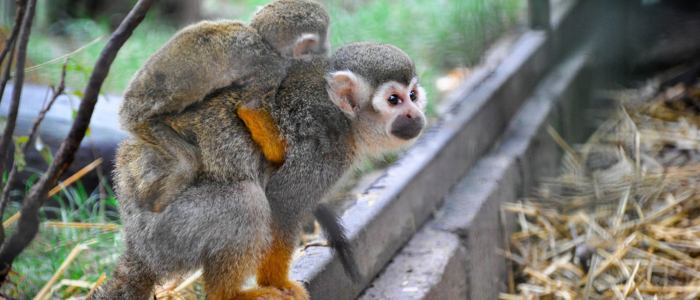 Monkeying around with the Khumbulani kids