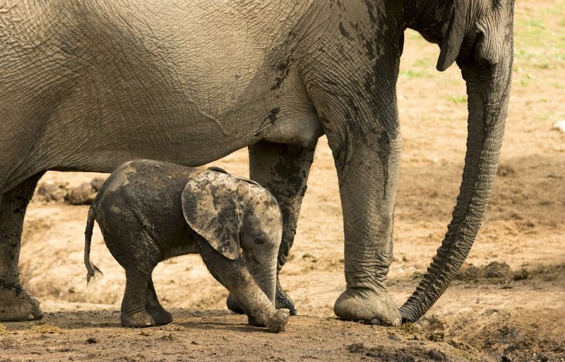 Petit éléphanteau entre les jambes de sa mère éléphant.