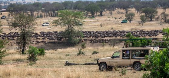 8 tipos de safári para fazer na África
