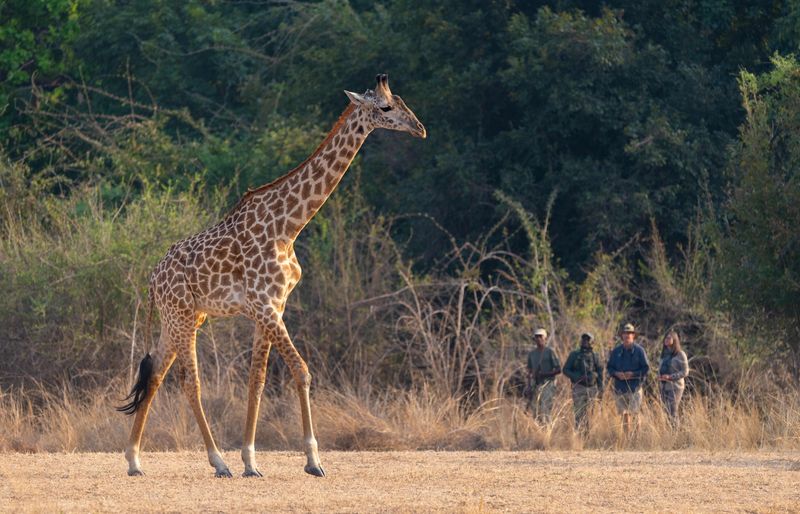 A giraffe walks across a dry clearing as a group on foot observes from a distance during a safari in October.