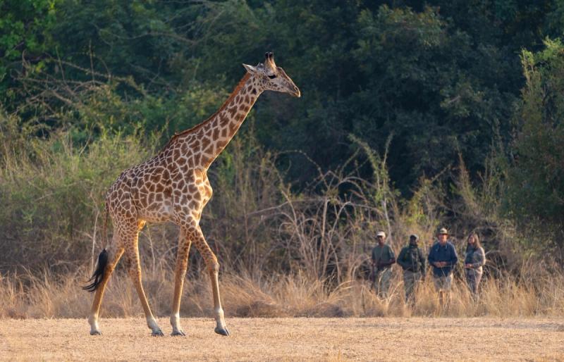 A giraffe walks across a dry clearing as a group on foot observes from a distance during a safari in October.