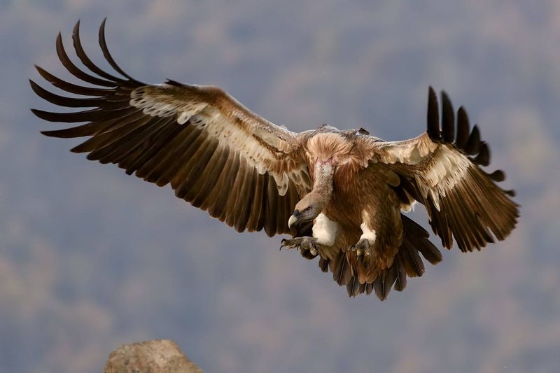 A vulture mid-flight