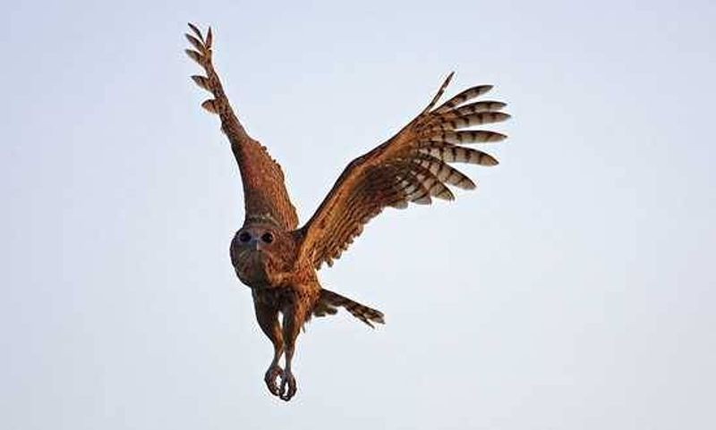 Pel's Fishing Owl
