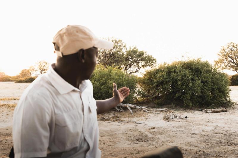 A guide points out two camouflaged cheetahs