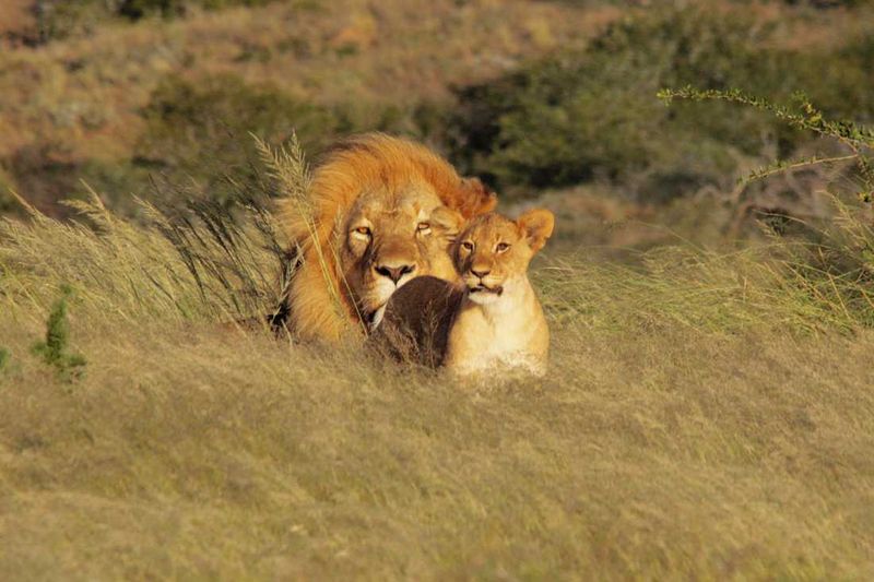 Lions of Kwandwe