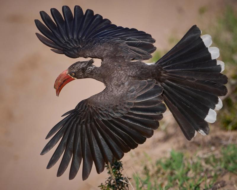 Crowned hornbill in flight catching ants on the wing, Tembe Elephant Park, Kwazulu-Natal, South Africa