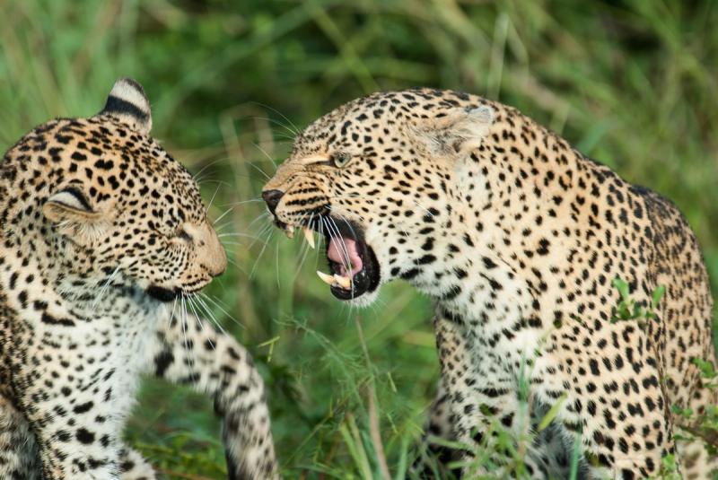 Deux léopards se font face dans les hautes herbes ; l'un d'eux montre les dents et grogne.