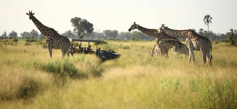 A herd of giraffes passing closely by a safari vehicle where people are watching
