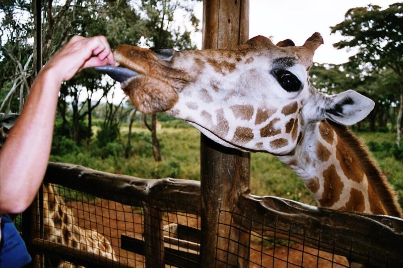 Feeding a giraffe at the Giraffe Centre
