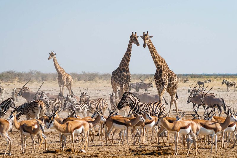 A kaleidoscope of wildlife crowd around a dusty waterhole