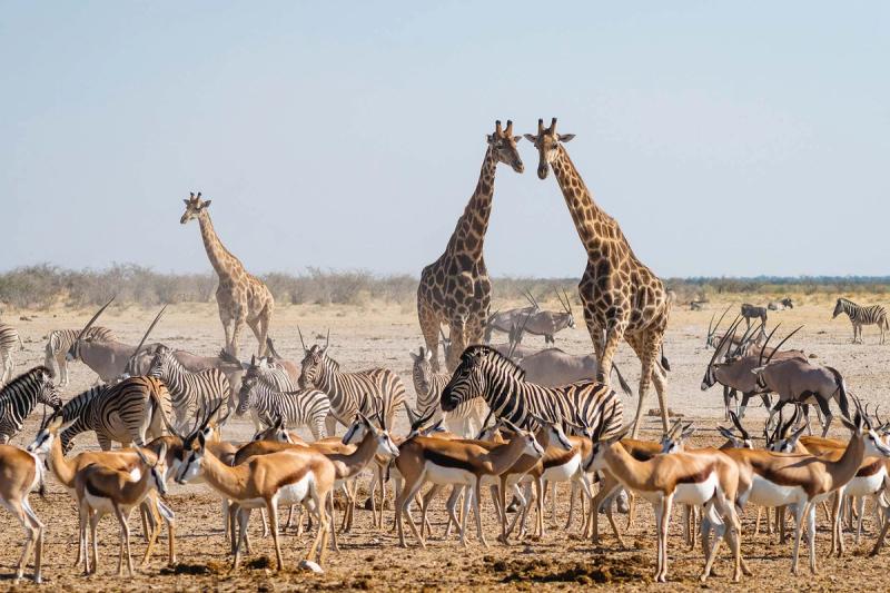 A kaleidoscope of wildlife crowd around a dusty waterhole