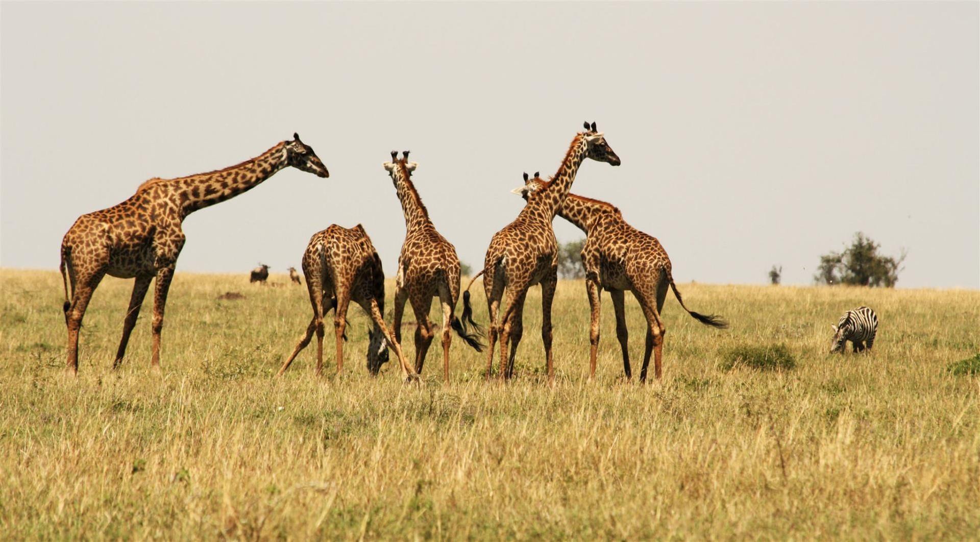 9 Travel Tips for Tanzania