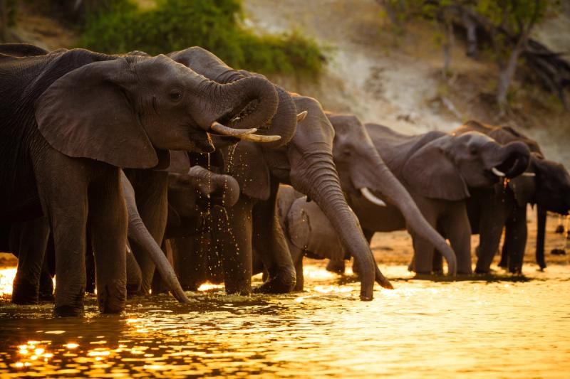 A herd of elephants drinks from a golden river at sunset, a timeless scene that plays out across all of Africa’s safari seasons.
