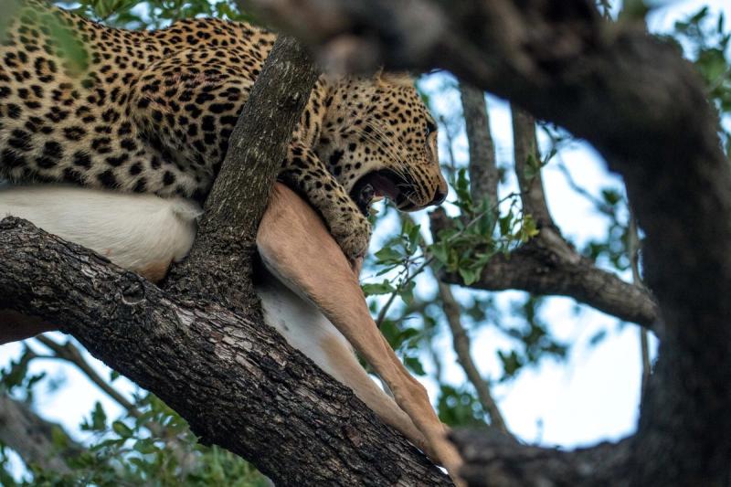Léopard et sa proie en haut d'un arbre