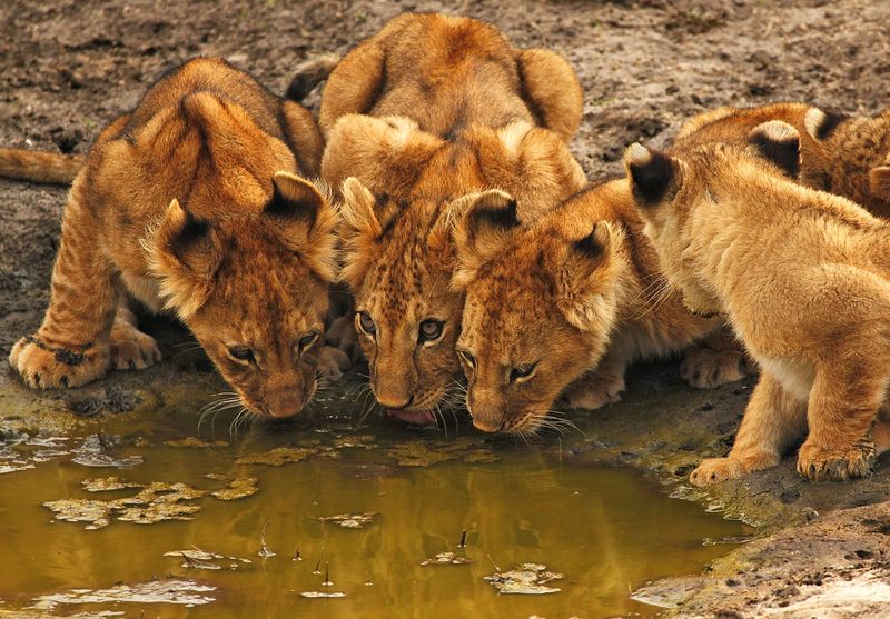 The Maasai Mara National Reserve stands as one of Africa's most beautiful reserves