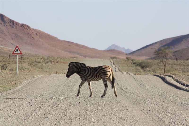 An actual zebra crossing in Namibia