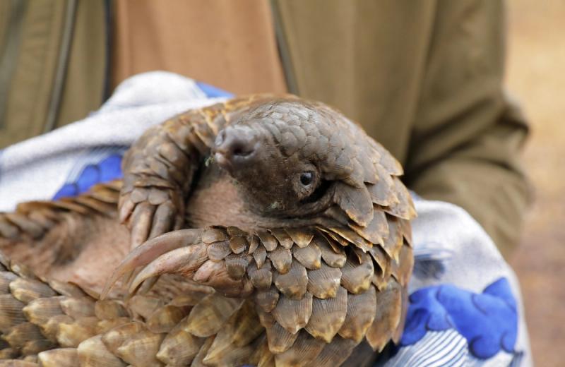 A close-up shows a rescued pangolin curled safely in gloved hands, capturing the impact in Gorongosa through protection, patience, and careful intervention.