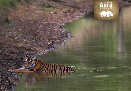 Your Next Great Adventure | Rhino Asia