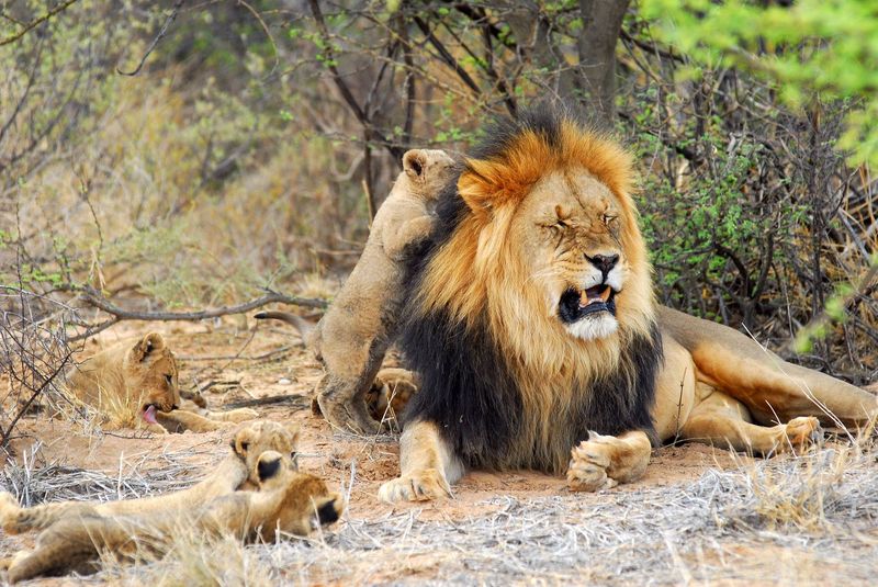 Tswalu: Kalahari-Löwen mit dunkler Mähne
