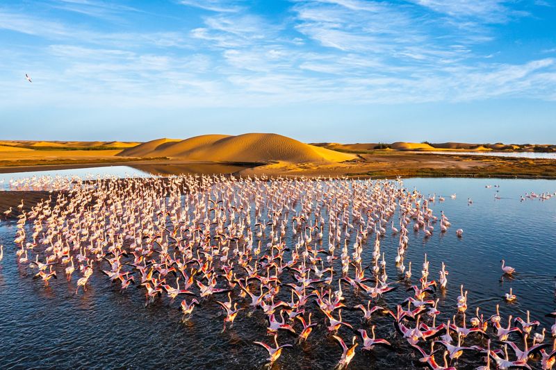 Flamingos in Namibia desert lagoon - the blue mind