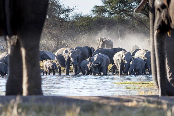 Views of elephants from the hide at The Hide Safari Camp
