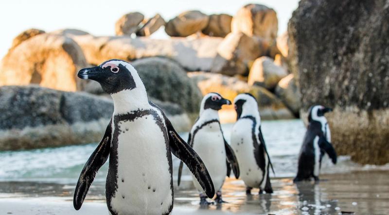 Rendre visite aux pingouins de Boulders Beach est l’une des expériences incontournables en Afrique
