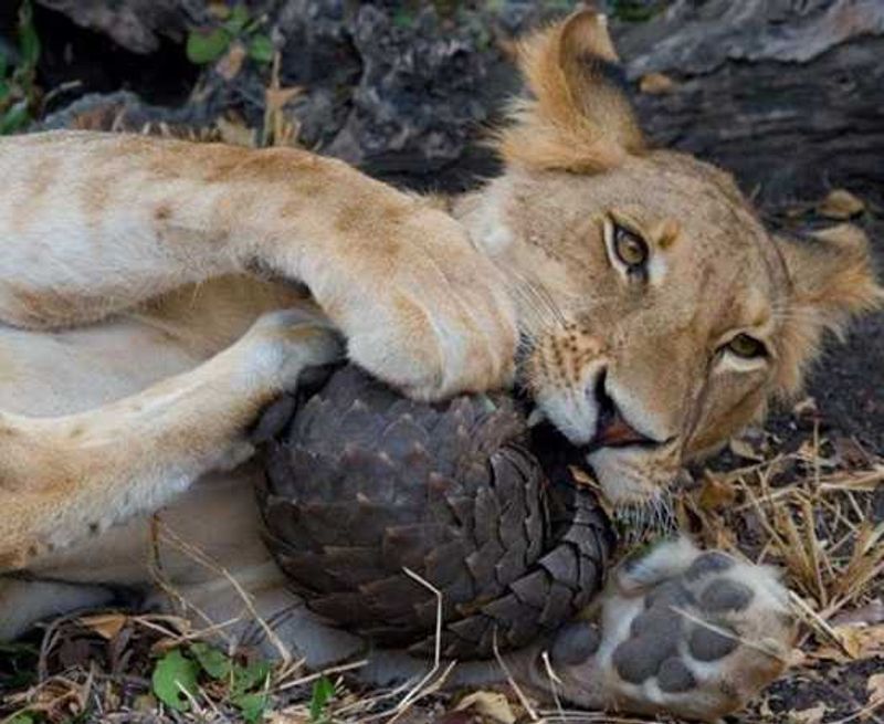 A lion has a go at a pangolin