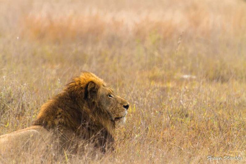 Sabi Sabi Game Reserve