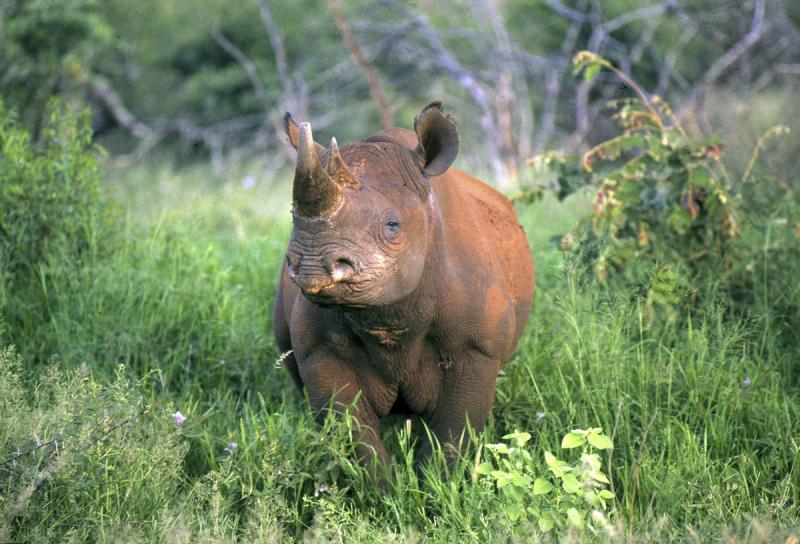 Ein vom Aussterben bedrohtes Spitzmaulnashorn im Phinda Private Game Reserve