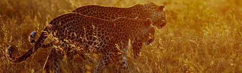 Photographic Safari Feedback