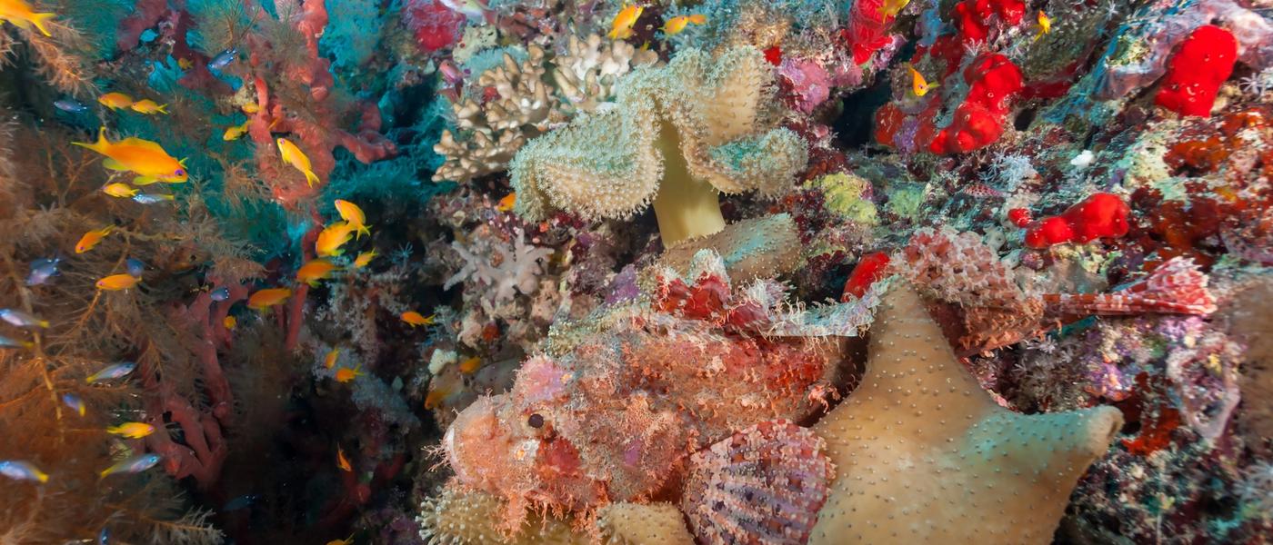 Africa’s Best Camouflaged Animals