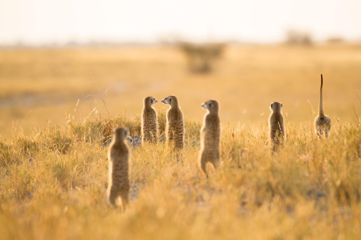 Enamórate de: la suricata