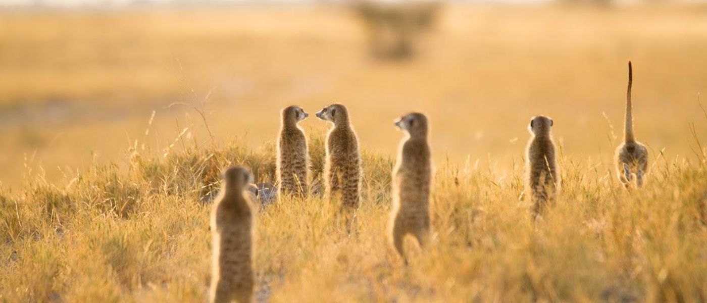 Enamórate de: la suricata