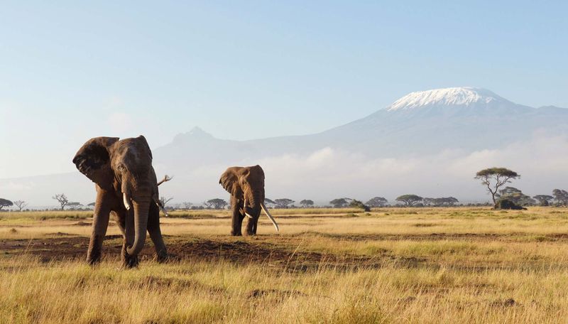 Mount Kilimanjaro with elephants in the foreground