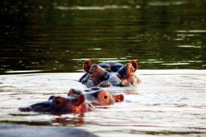 These hippos watched us cautiously as we crossed through the river