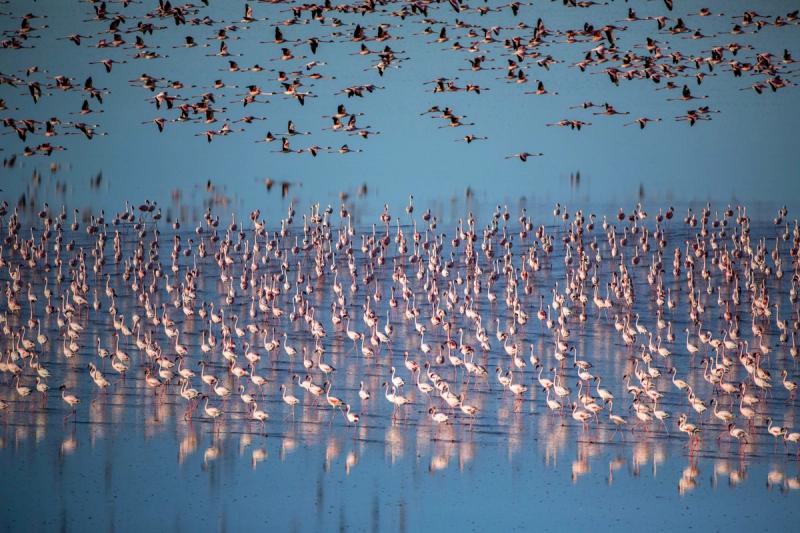 A dazzling flock of flamingos wades through the shallow waters of the Makgadikgadi Pans, while hundreds more take flight above—an incredible spectacle during the best time to visit Botswana for a safari.