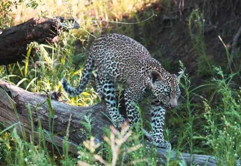 Londolozi Private Game Reserve