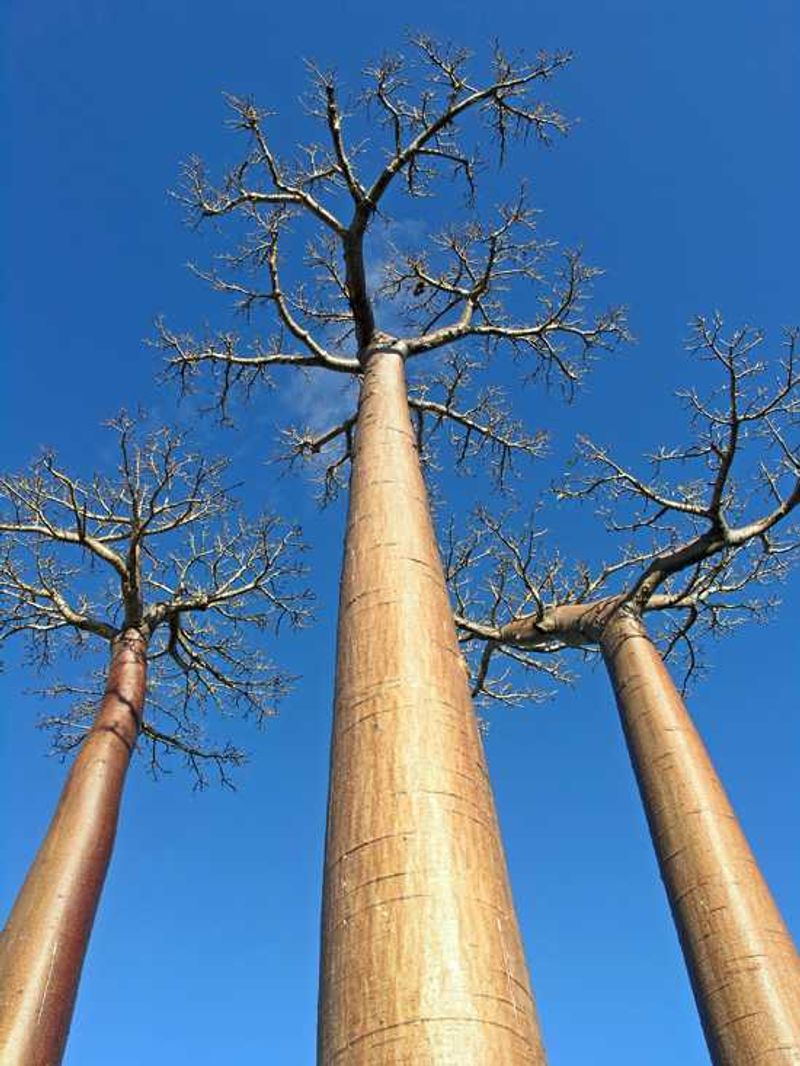 Majestic baobab trees are found all over Madagascar