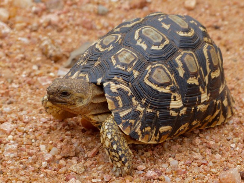 The leopard tortoise is endangered