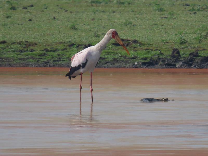 Birdlife in Gorongosa National Park