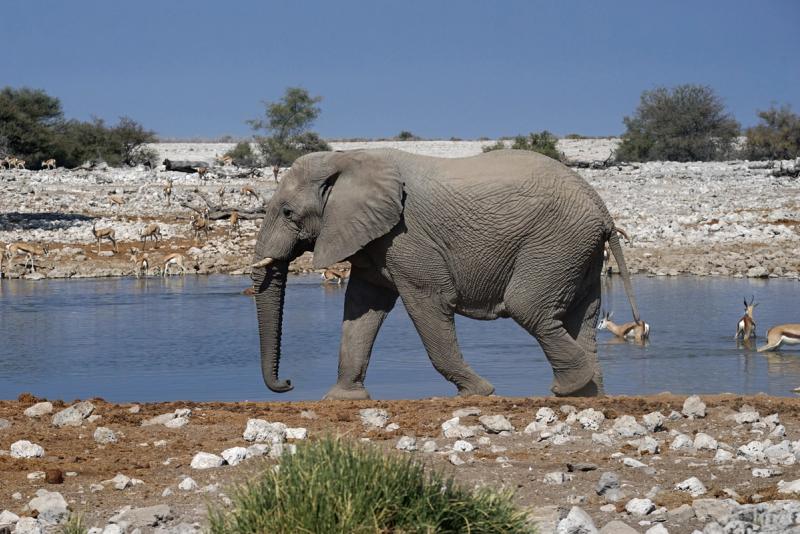 A elephant at a watering hole