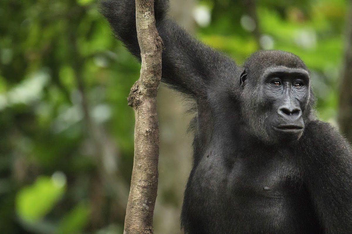 Gorilla-Trekking im Kongo: Auf den Spuren von flinken Primaten