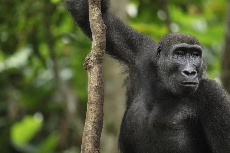 The Congo is home to the mighty western lowland gorilla