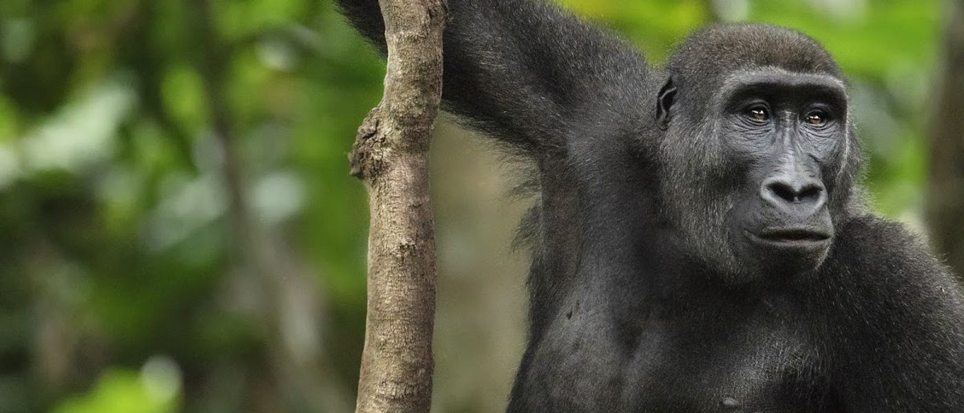 Gorilla-Trekking im Kongo: Auf den Spuren von flinken Primaten