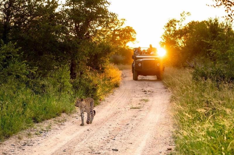 A leopard walks on a dirt road in the Greater Kruger National Park
