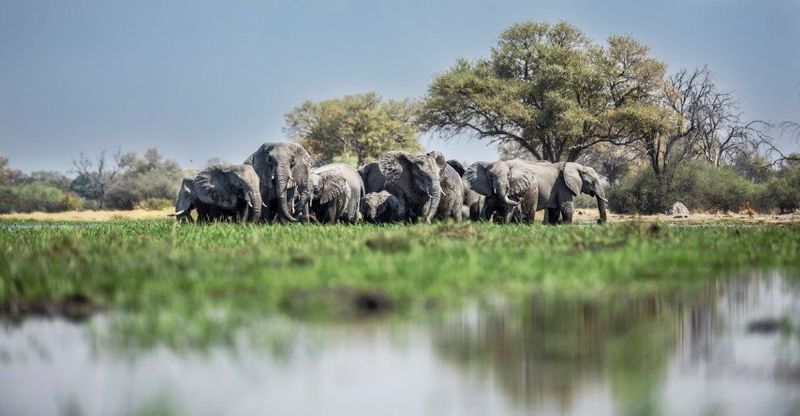 The Okavango Delta is a must-add to your 2020 travel bucket-list