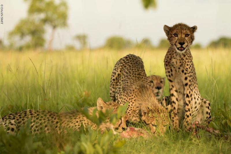 A cheetah sits alert on open grassland with woodland behind it, symbolising wild integrity within destinations for responsible travel.