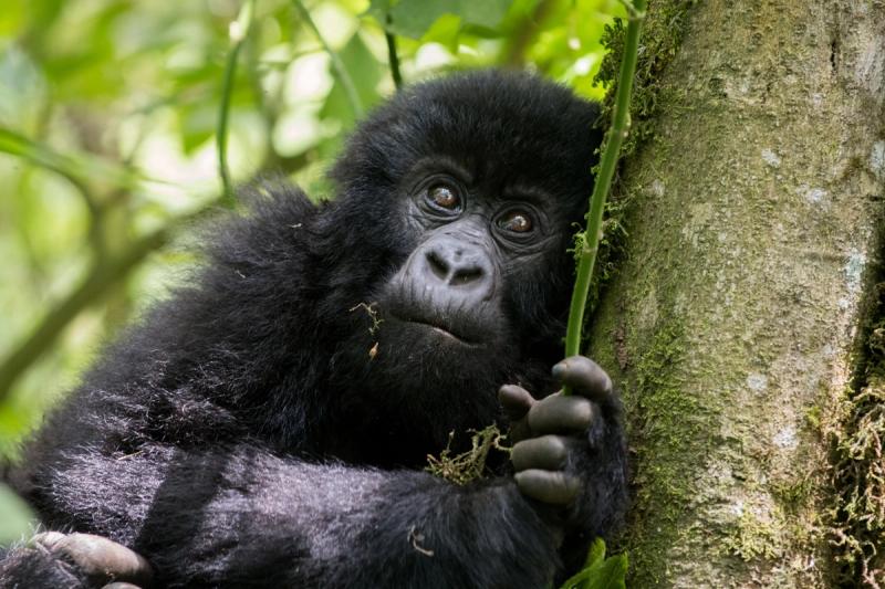 Volcanoes National Park and Uganda's Bwindi Impenetrable Forest remain safe and unaffected by the conflict